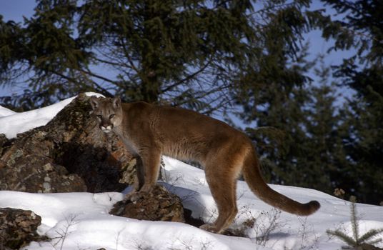 Adult Mountain Lion, full face, body in profile.