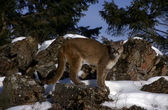 Adult Mountain Lion standing in profile with snow.