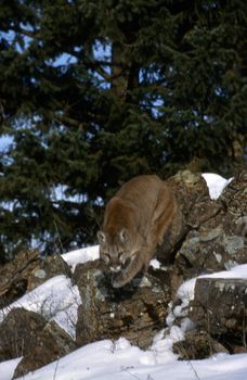 Adult Mountain Lion standing in profile with snow.