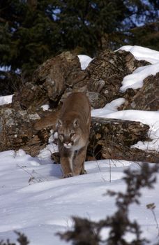 Adult Mountain Lion crouched looking for prety.