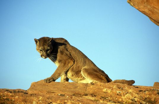 Adult Mountain Lion at rest perched atop a rock.