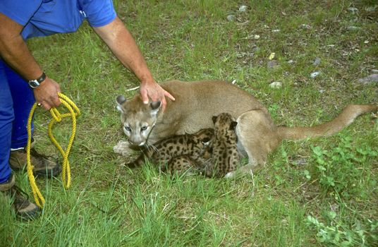 Mountain Lion management and control with a handler.