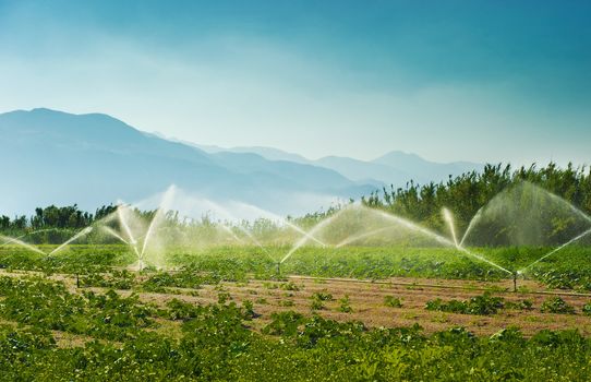 Irrigation sprinklers in a vegetable producing farm during a hot summer morning