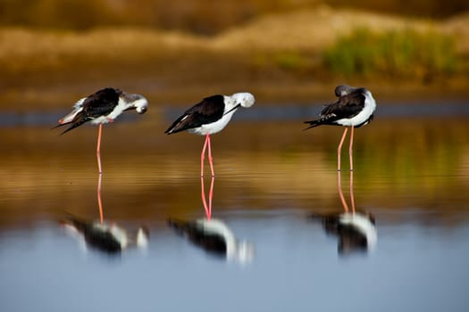 Three black-winged Stilt taking a break on the water