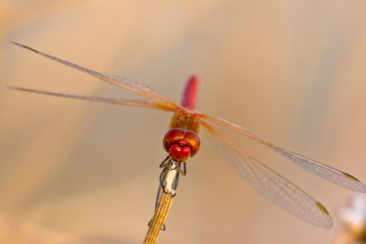 Image of a dragonfly ( sympetrum sp ) accomplished like photo of approximation.