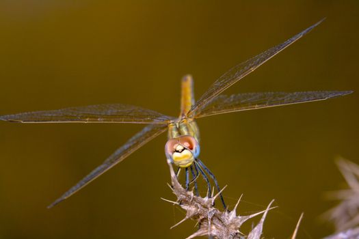 Image of a dragonfly ( sympetrum sp ) accomplished like photo of approximation.