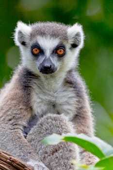 Beautiful specimen of Lemur of ring-shaped tail taking up a curious pose