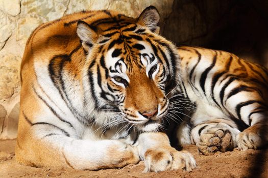 Fantastic specimen  of Bengal tiger posing placidly
