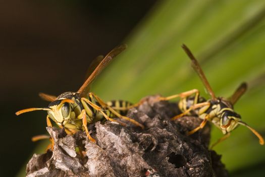 Wasps Polistes bischoffi ( Weyrauch, 1937 ) of threatening aspect 