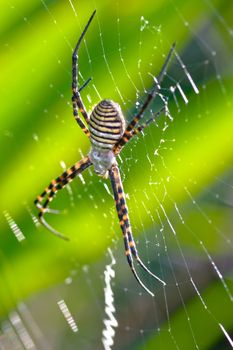 A spider,  Argiope bruennichi,  of considerable size and threatening aspect