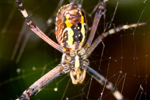 A spider,  Argiope bruennichi,  of considerable size and threatening aspect