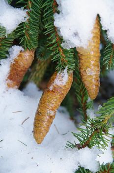 fir cones covered with ice and snow