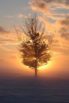 a romantic misty winter sunset with tree