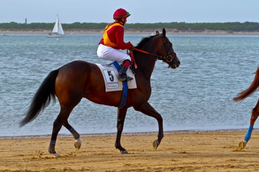 SANLUCAR DE BARRAMEDA, CADIZ, SPAIN - AUGUST 11: Unidentified rider at the start of race horses on Sanlucar de Barrameda beach on August 11, 2011 in Sanlucar de Barrameda, Cadiz, Spain.