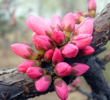&Flowering plum