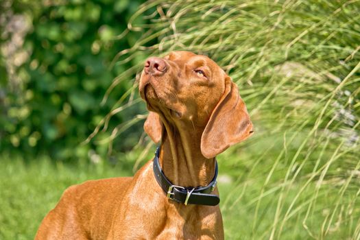 Hungarian viszla posing - Hungarian pointer hunting dog II