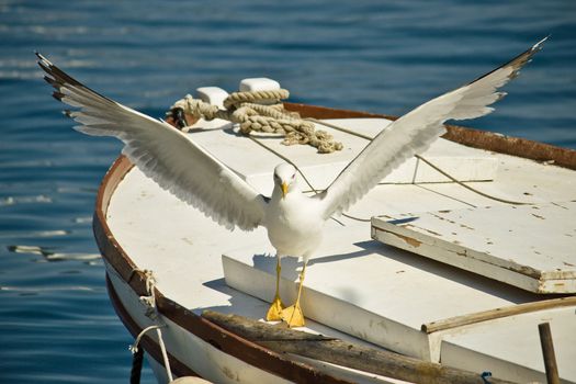 Croatian seagull flying away from old boat