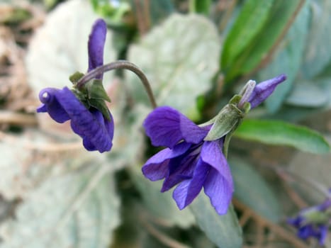 Purpleflower Violet