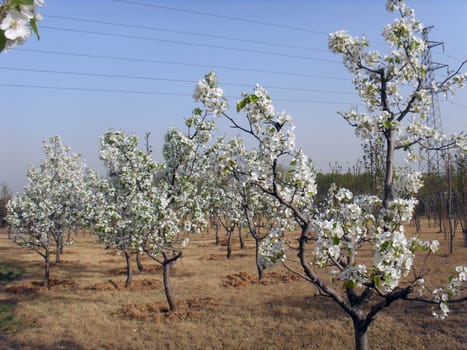 Pear flower
