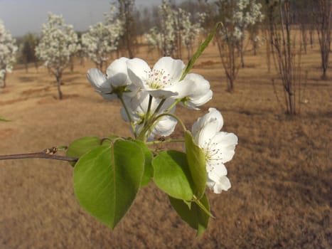 Pear flower