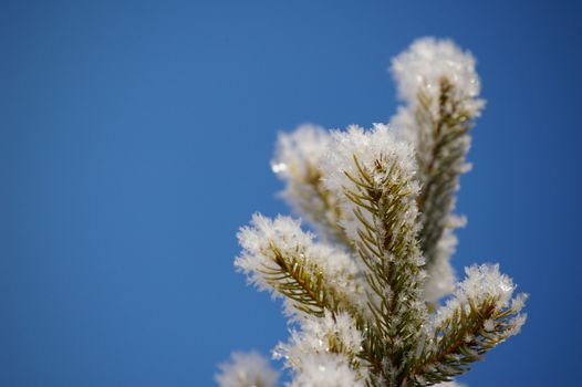 hoarfrost on a branch against blue sky