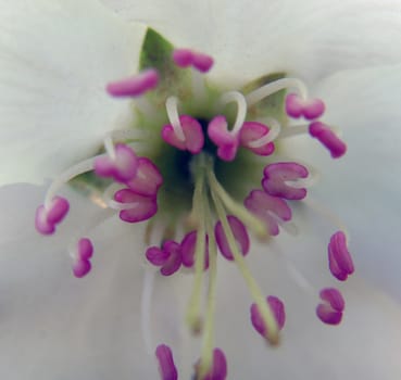 flower heart