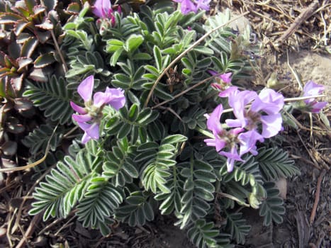 sweet Viola yedoensis
