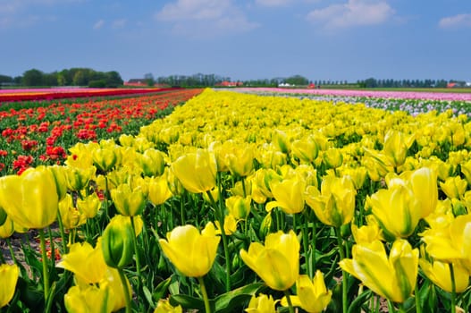 Field of Tulips in a Spring Garden