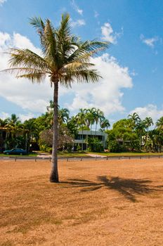 palms along the coast in Darwin, Australia