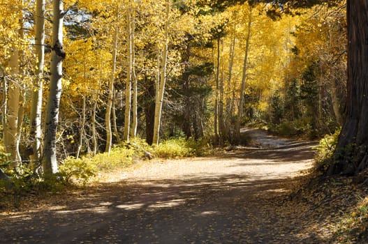 Autumn Trees and Dirt Road