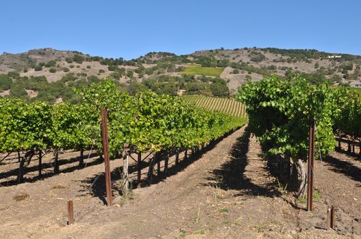 Napa Valley Vineyard