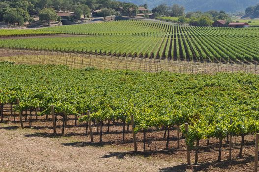 Napa Valley Vineyard