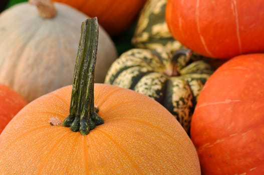 Pumpkins Close Up