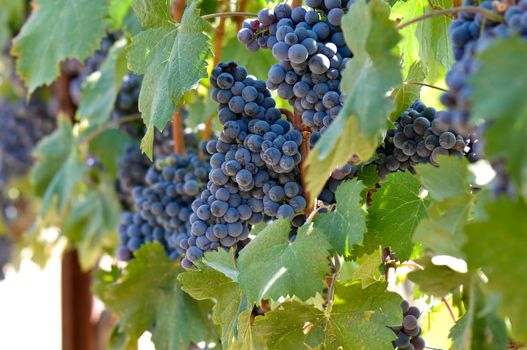Red Grapes on the Vine