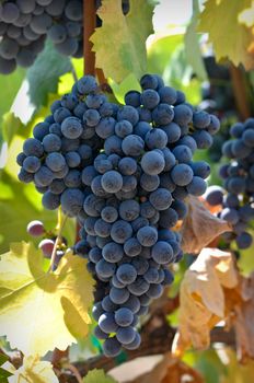 Red Wine Grapes on the Vine