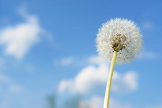 blowball dandelion clock at springtime in the wind