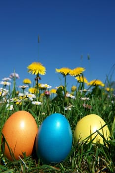 colorful Easter egg in the fresh  spring meadow