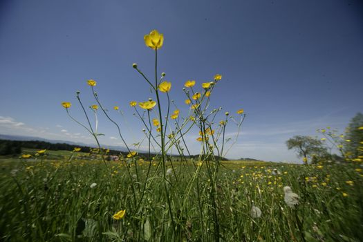 Spring flowers in the field on a sunny day