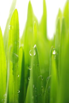 close up of vivid fresh green grass