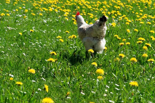 Hen outside in the meadow at spring