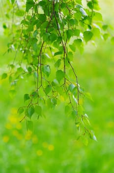 green leaves foliage at springtime outside in the nature