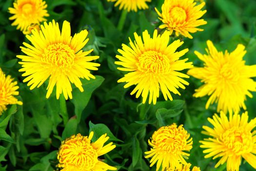 beautiful spring flowers on a sunny day