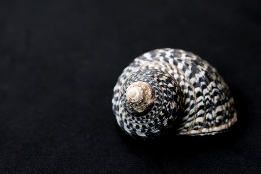 a conical black and white seashell