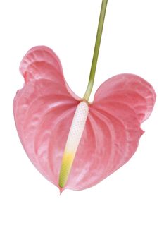 Single pink flamingo flower anthurium species arum lily on white background