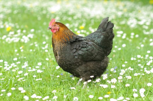 Hen outside in the meadow in spring time