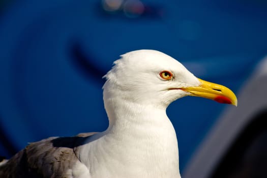 Croatian sea gull waiting and posing, portrait