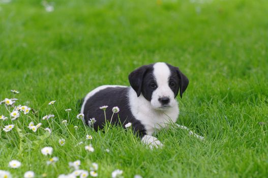 cute puppies in the meadow in spring time