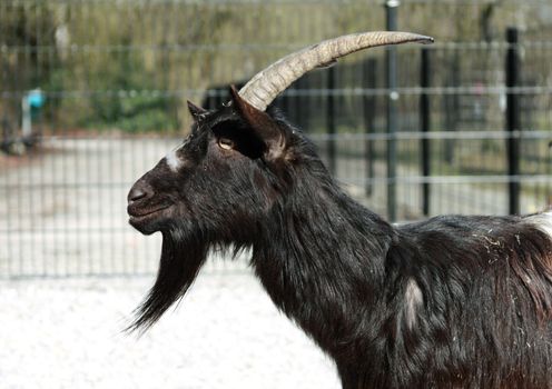 dark male of goat in the farm