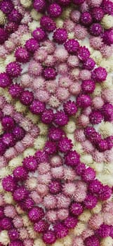 Globe amaranth, Gomphrena haageana arrangement Backgrounds