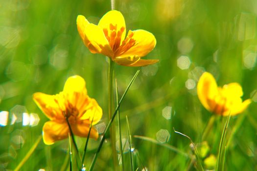 beautiful spring flowers on a sunny day